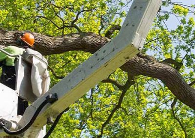 Travaux d’élagage d’un platane pour le Pays de l’or