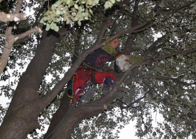 Elagage des arbres avec cordes - Elagueur du sud - entreprise spécialisée en élagage à Montpellier