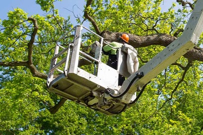 Vignette taille et entretien des arbres - Elagueur du sud - entreprise spécialisée en élagage à Montpellier