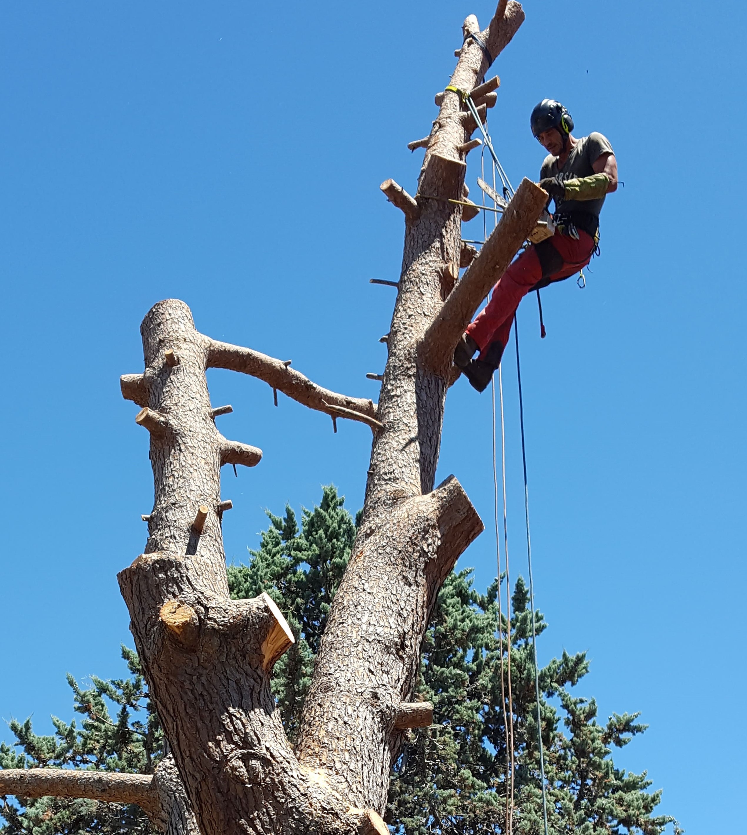 Elagueur grimpeur abat un pin - Société de taille et entretien des arbres à Montpellier - Elagueur Du Sud