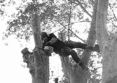 Elagueur grimpeur élague un platane de 25 mètres - Société de taille et entretien des arbres à Montpellier - Elagueur Du Sud