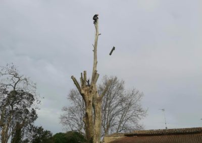 Elagueur grimpeur élague un platane de 25 mètres - Société de taille et entretien des arbres à Montpellier - Elagueur Du Sud
