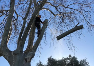 Elagueur grimpeur taille un platane - Société de taille et entretien des arbres à Montpellier - Elagueur Du Sud