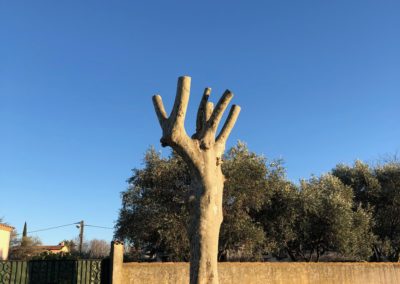 Taille sévère sur un platane - Société de taille et entretien des arbres à Montpellier - Elagueur Du Sud